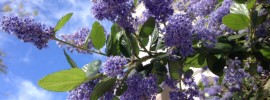 Ceanothus - California lilac in bloom
