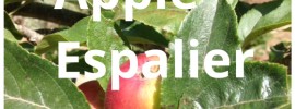 apple espalier