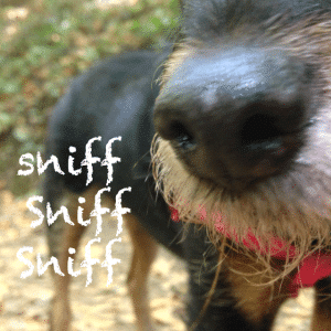 dog sniffing