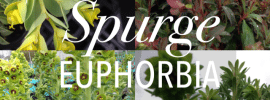 Spurge -Euphorbia