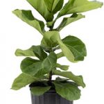 fiddle leaf fig