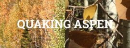 quaking aspen