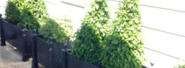 metal planters with boxwood and pittosporum topiaries