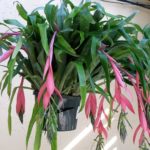 BILBERGIA WINDII 