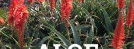 aloe arborescens