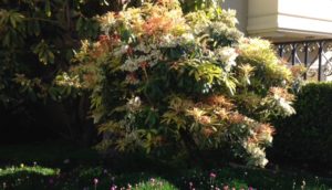 Pieris 'Mountain Fire'