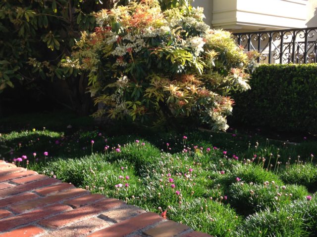 armeria lawn with pieris