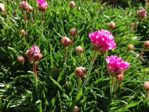 lawn of armeria maritima