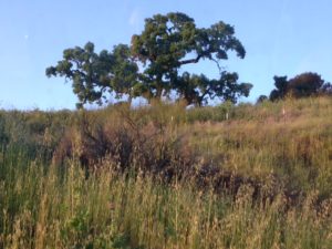 grasses and oak tree
