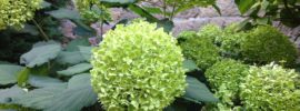 mop-head green hydrangea