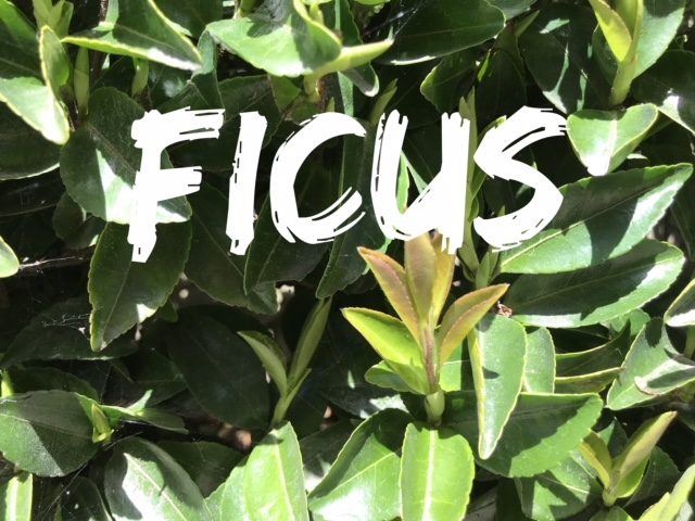 Small Garden: 11 Best Hedges for Screening and Privacy 19 FICUS RETUSA NITIDA