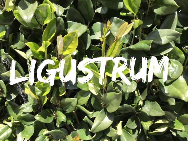 Small Garden: 11 Best Hedges for Screening and Privacy 16 ligustrum - privet foliage closeup