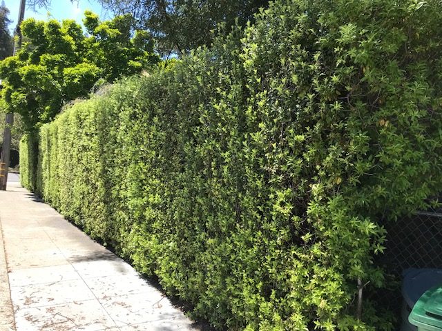 Small Garden 11 Best Hedges For Screening And Privacy