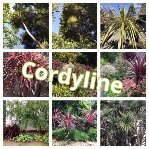 photo collage Cordyline plantings