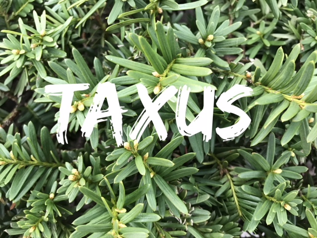 Taxus -Yew
