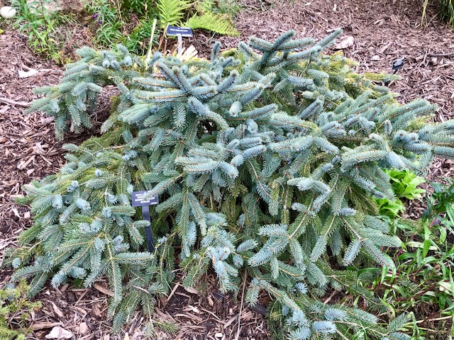 Picea bicolor (alcoquiana) ‘Howell’s Dwarf' - Howell's Dwarf Spruce
