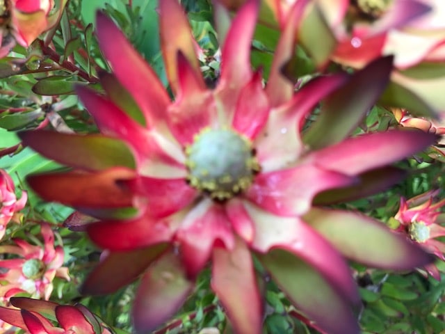 Leucadendron flower. SF, CA