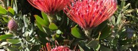 Closeup Leucospermum flowers. SF, CA