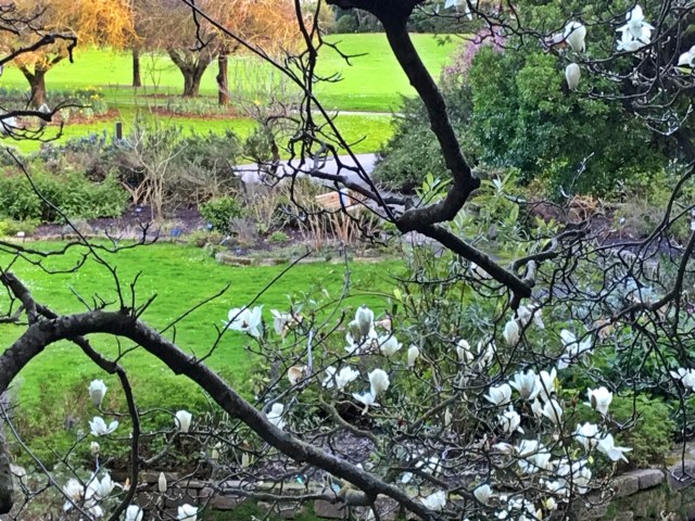 Magnolia denudada, SF Botanical Gardens February