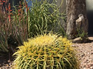 Barrel Cactus Sedona, AZ