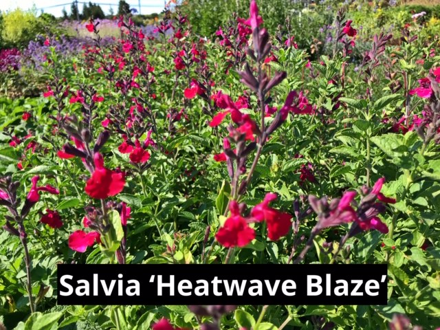 Salvia 'Heatwave Blaze'