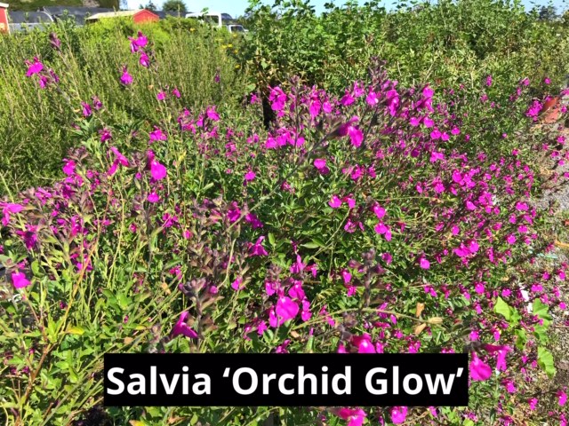 Salvia 'Orchid Glow'