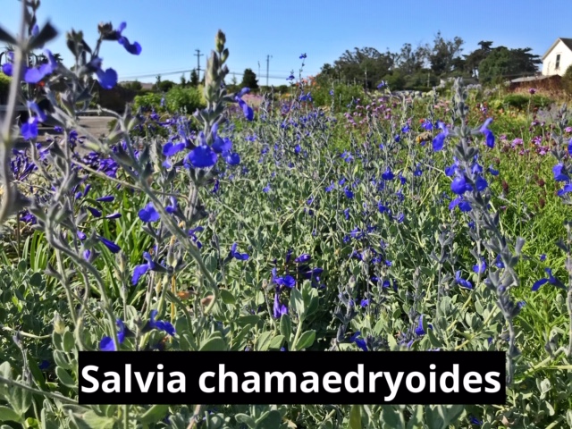Salvia chamaedryoides