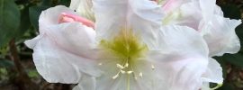 Rhododendron fragrantissimum