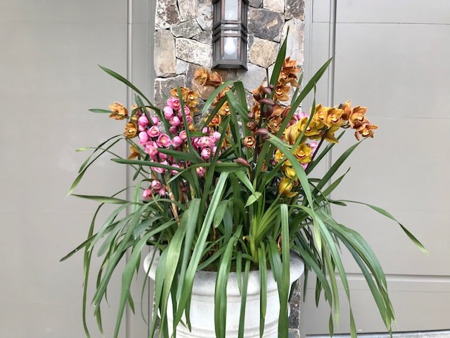 Cymbidium growing outdoors in container. Winter. San Francisco
