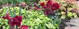 cyclamen and heuchera