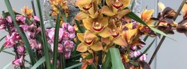 cymbidium orchid in San Francisco