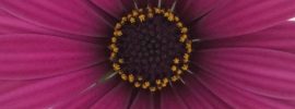 osteospermum