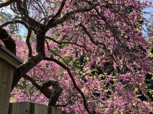 Cercis occidentalis - Western Redbud blooming Mill Valley, CA