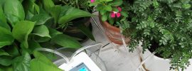 House plant watering system set up with plants