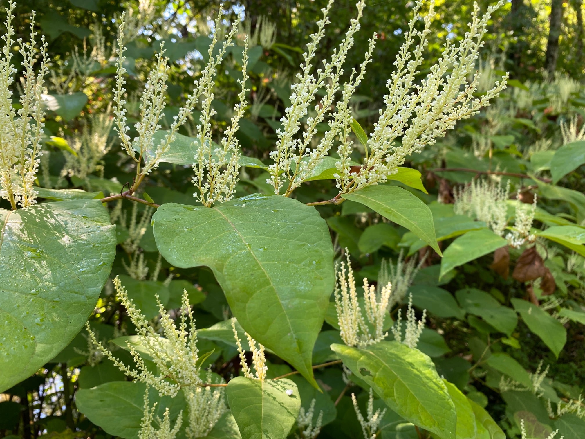 Spooky Property Damaging Japanese Knotweed Haunts Homeowners this Halloween! 10 Japanese Knotweed. Invasive. Bloomington, Indiana.