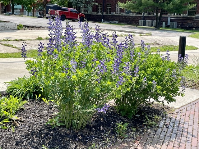Baptisia australis -blue false indigo