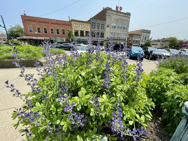 Baptisia -false indigo
