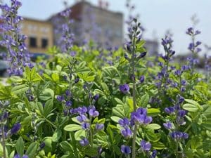 Spotlight on Blue Flowering Baptisia Australis - Blue False Indigo! 1 Baptisia flowers