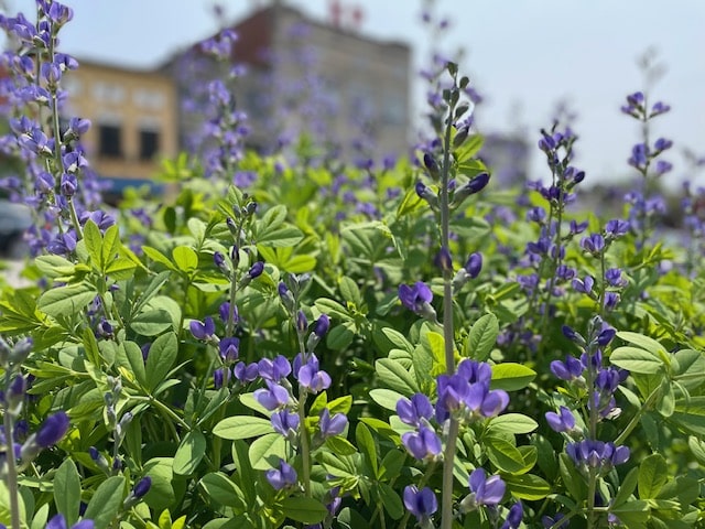 Baptisia flowers