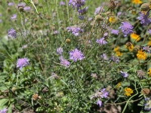 Scabiosa 'Butterfly Blue'