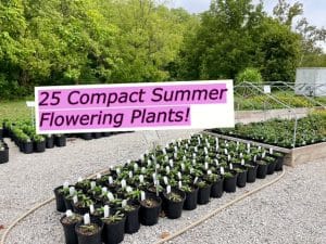 25 Compact Summer Flowering Plants - Zone 6!